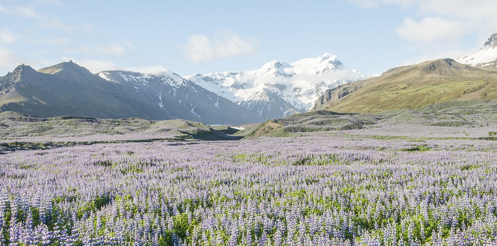 Primavera Islandia