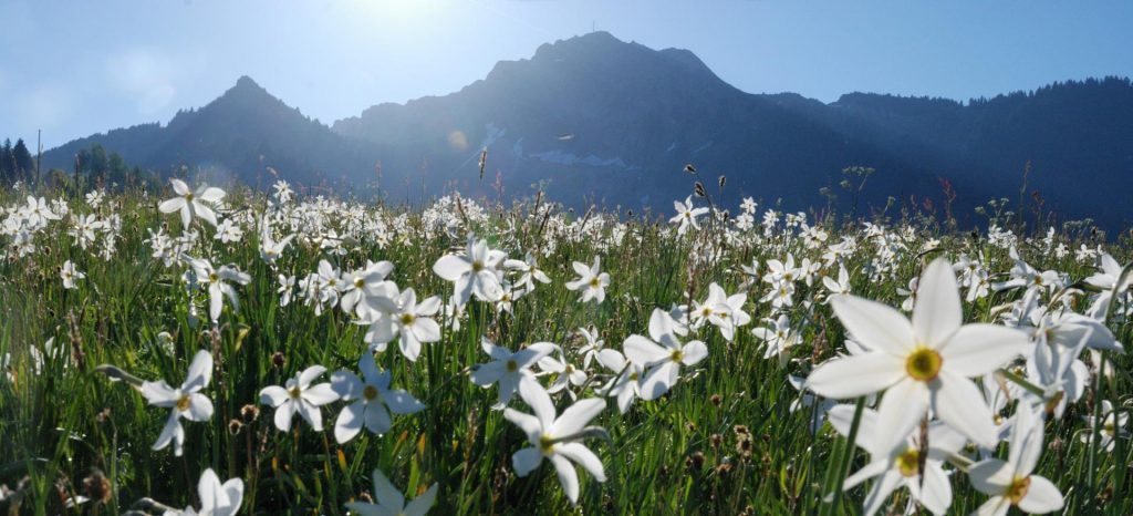 Primavera suiza en Los Alpes